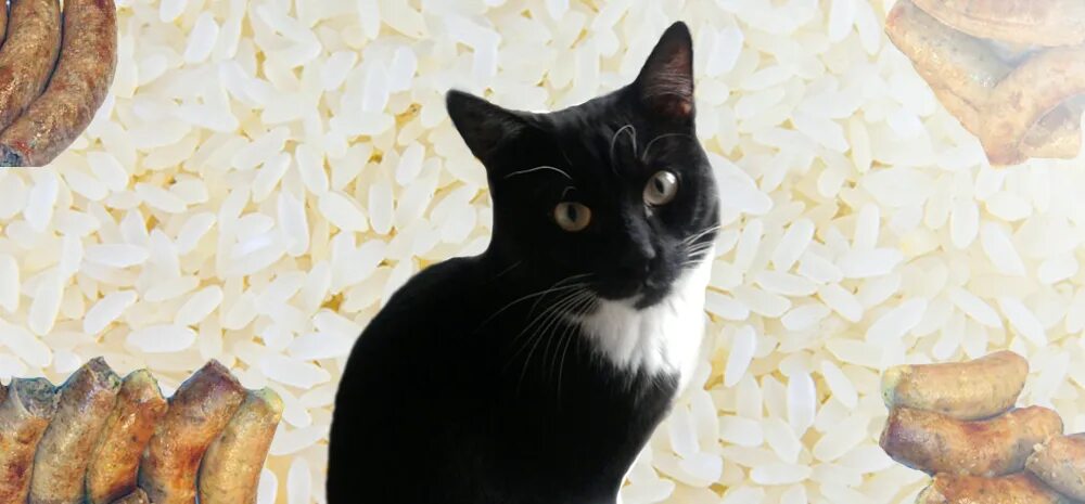 кошка кушает. котенок в тарелке. кот ест гречку. кошка ест творог. супчики для кошек.