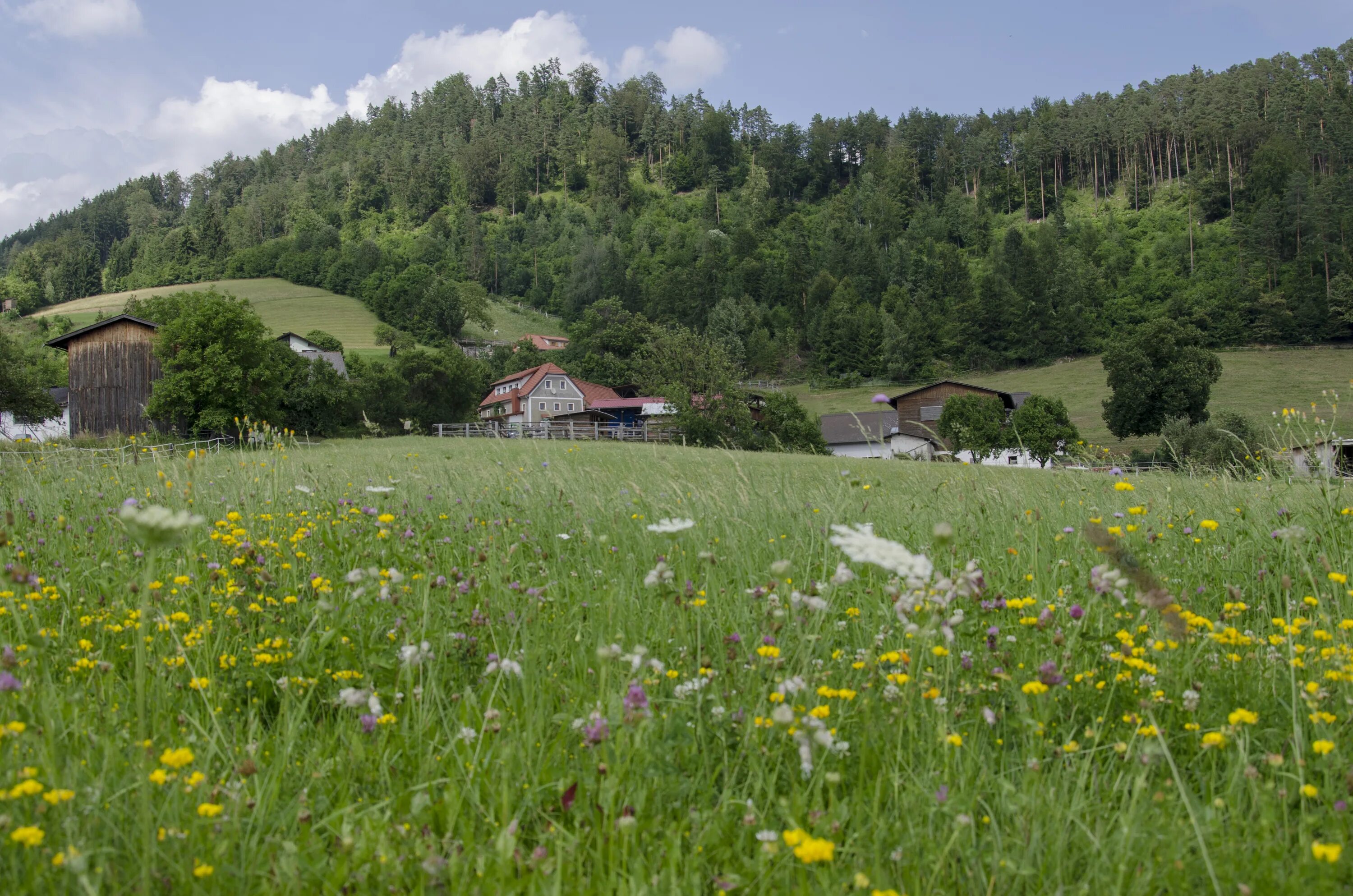 Альпийские Луга Австрии. Альпийские Луга Германии. Австрия Сельская местность. Растения в деревне.