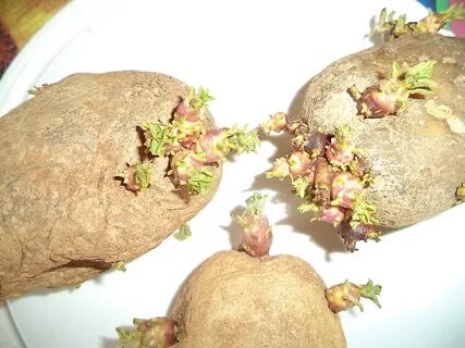 Картофельная кожура удобрение