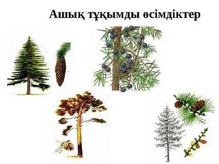 Ашық трусилардың фотосы