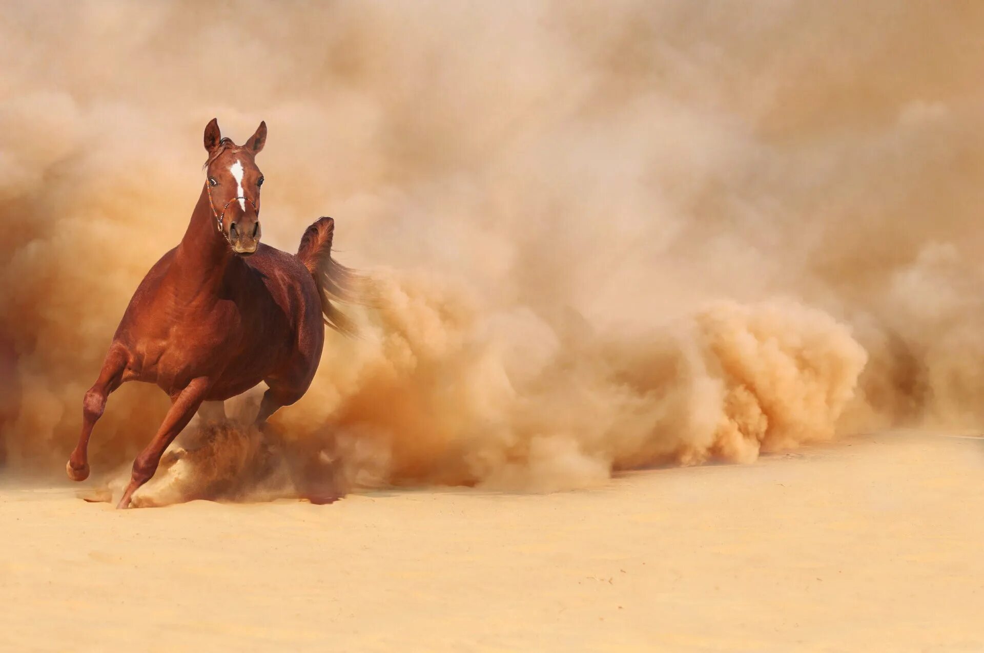 Убегающий конь. Лошадь бежит. Конь бежит по пустыне. Конь скачет. Лошадь в пустыне.