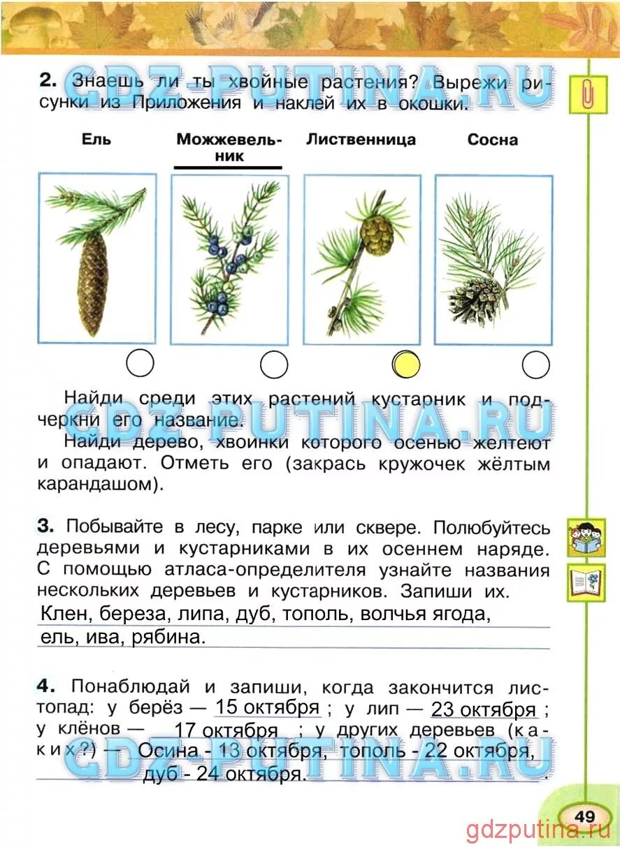 Окружающий мир 1 класс стр 49 ответы. Окружающий мир 1 класс 2 часть Плешаков. Окружающий мир рабочая тетрадь 2 ответы. Когда заканчивается листопад у берез окружающий мир 2 класс.