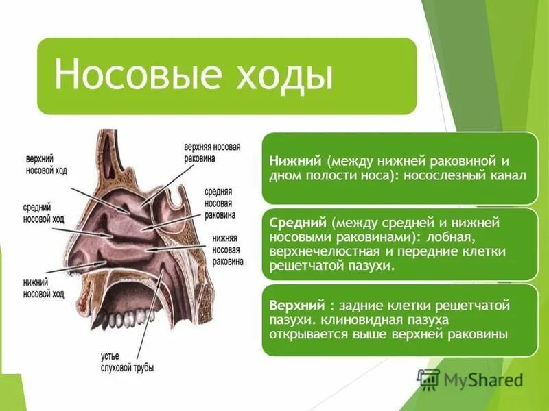 В верхний носовой ход открывается пазуха. Пазухи носовой полости анатомия. Верхний носовой ход. Носовые раковины и носовые ходы полости носа.