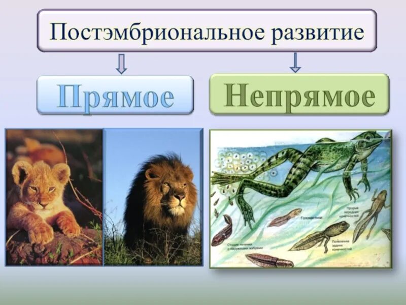 Прямой и непрямой типы постэмбрионального развития. Прямое и Непрямое развитие организмов. Прямое и Непрямое развитие организмов примеры. Прямо и гепрямое развиие. Развитие млекопитающих прямое или непрямое