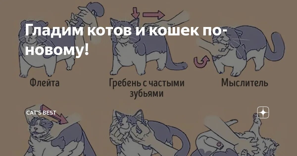 Как правильно гладить кошку. Где приятно гладить кошку. зоны глажки кота.