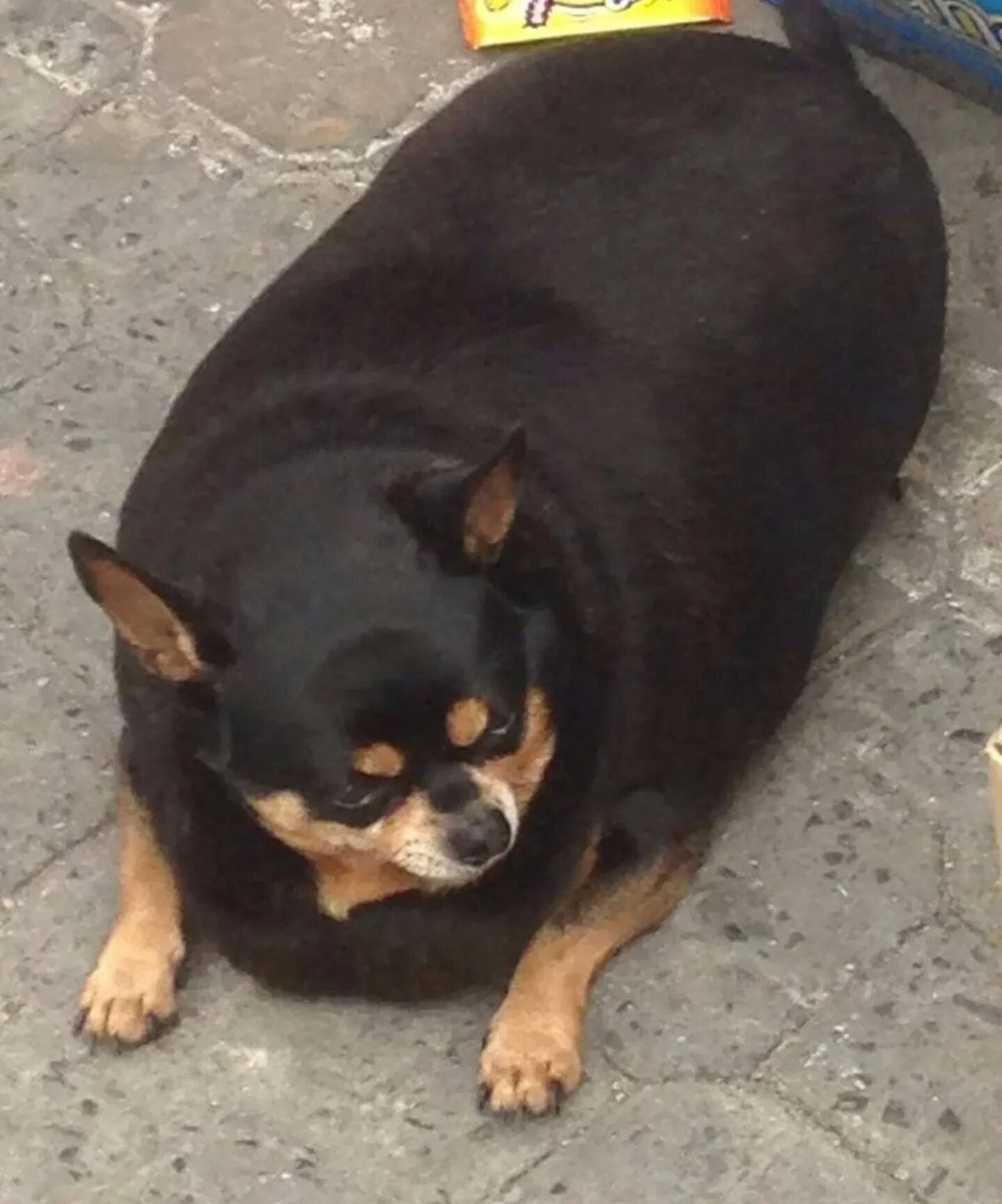 Толстая маленькая собака. Чихуахуа мини толстая. Толстая чихуахуа черная. Собака чихуахуа толстая. Ожирение у чихуахуа.