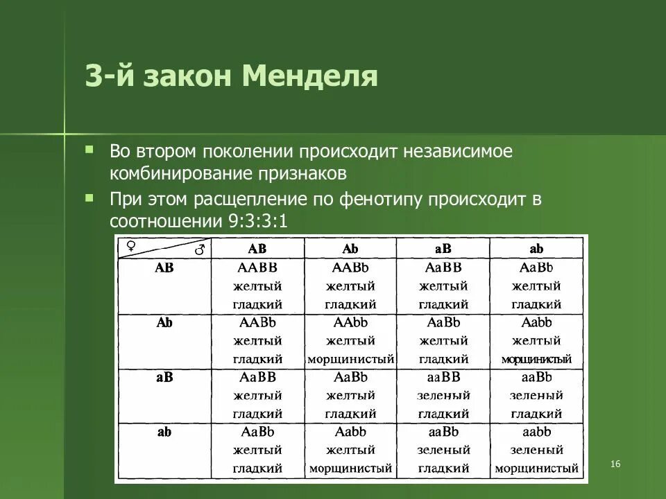 3 Закон Менделя соотношение. 3 Закон Менделя соотношение по генотипу и фенотипу. 3 Закон Менделя соотношение особей по генотипу в процентах. 3 Закон Менделя расщепление по фенотипу и генотипу. Расщепление признаков во втором поколении