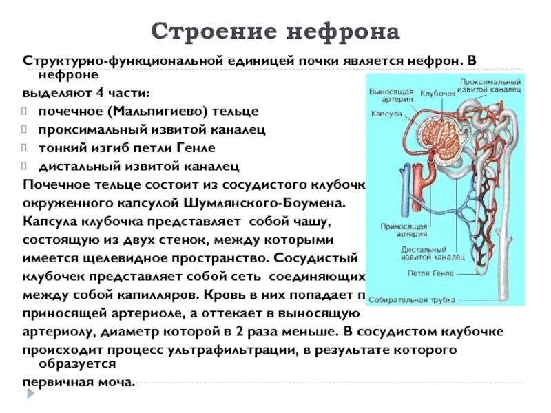 Капиллярный клубочек почечная лоханка почечный каналец. Функции нефрона почек. Строение и функции частей нефрона.. Особенности строения нефрона. Функции канальцев нефрона.