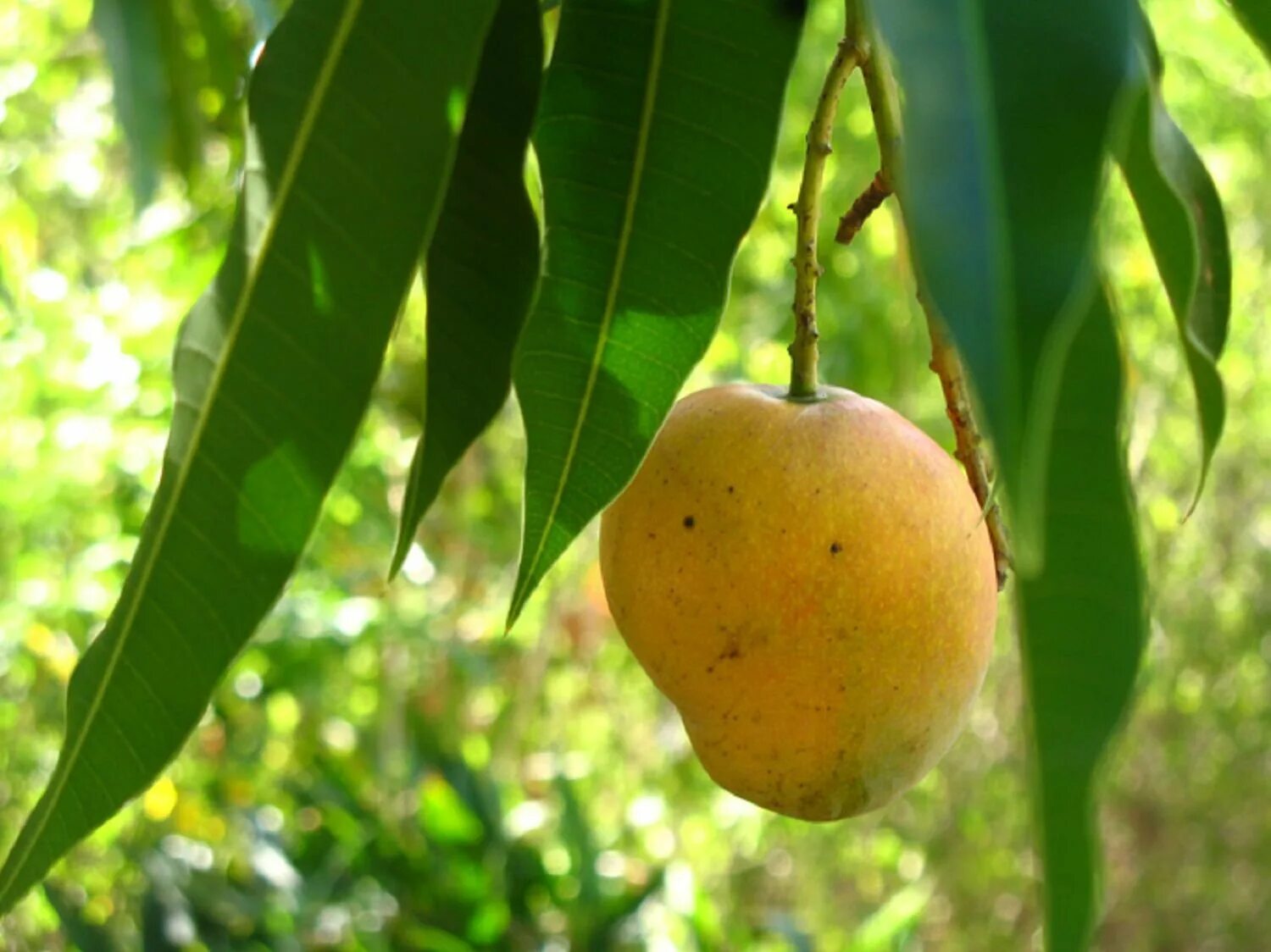 Манго Tree ripe. Дерево манго Кент. Манго в природе. Родина манго.