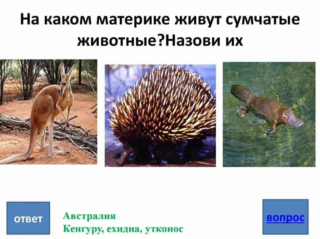 На каком материке в естественных. На каком материке живут сумчатые животные. ехидна на каком материке. на каком материке живет. на каком материке обитает утконос и ехидна.