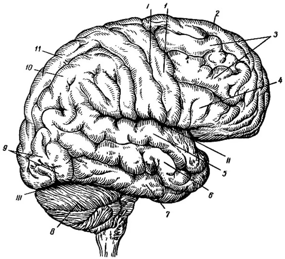 Большой мозг рисунок. Конечный мозг доли борозды извилины. Конечный мозг. Полушария головного мозга. Доли, борозды, извилины.. Конечный мозг кора полушарий головного мозга. Кора головного мозга медиальная поверхность.