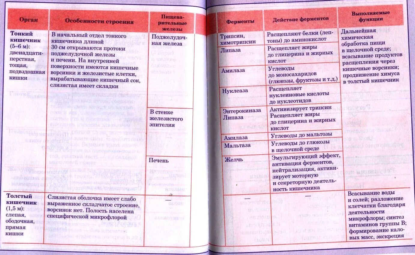 Таблица по пищеварению 8 класс биология. Строение и функции пищеварительной системы таблица. Толстая и тонкая кишка функции и строение таблица. Тонкая кишка строение и функции таблица. Толстая кишка особенности строения и функции таблица.