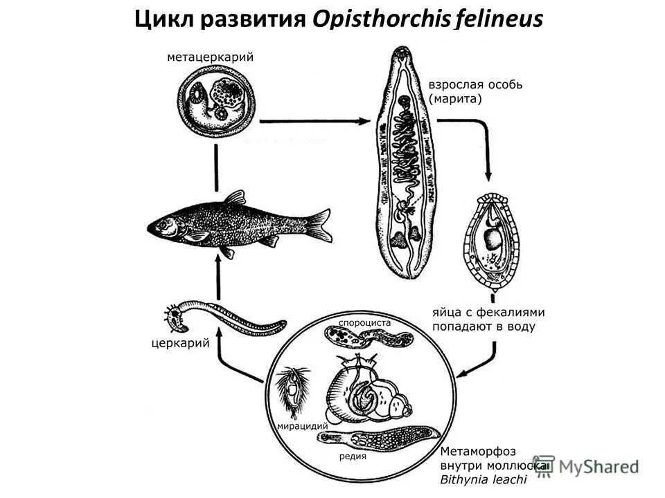Цикл развития Opisthorchis felineus. Стадии жизненного цикла Opisthorchis felineus. Схема жизненного цикла Opisthorchis felineus. Цикл развития описторхис фелинеус. Сколько промежуточных хозяев имеет кошачий сосальщик