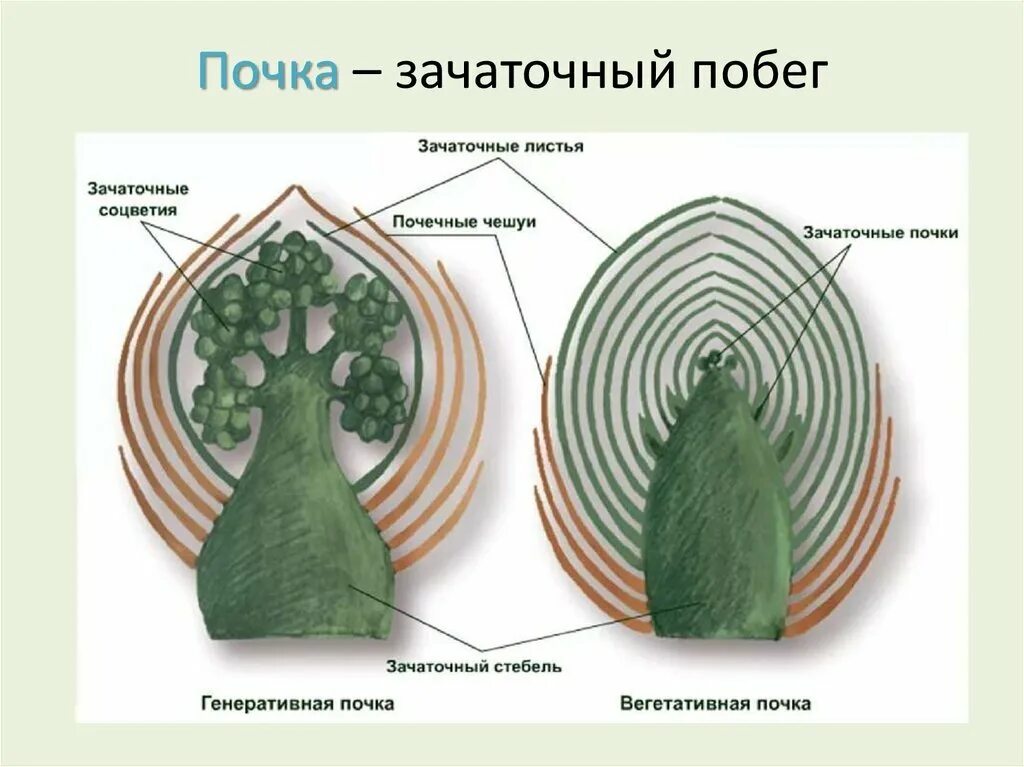 Рассмотрите изображение генеративной почки. Строение вегетативной и генеративной почки. Вегетативная почка и генеративная почка. Строение вегетативной почки растения. Строение почек растений вегетативная и генеративная.