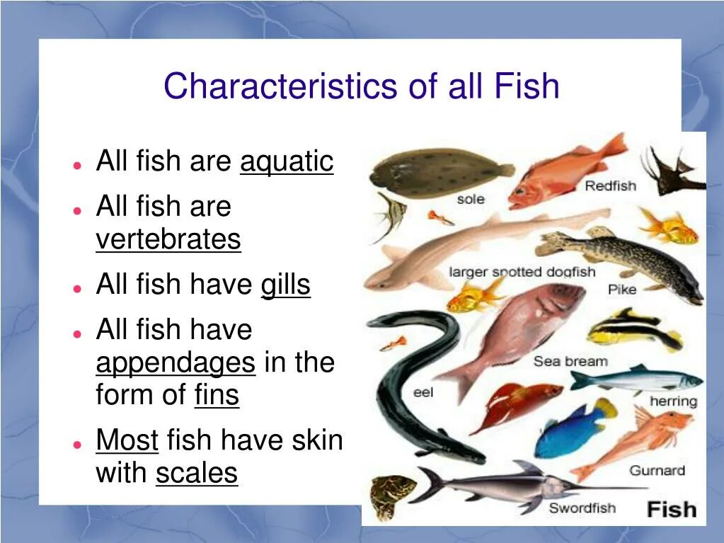 Fish much или many. Vertebrates. Parts of Fish. Позвоночные рыбы. I fish перевод