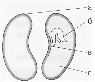Тест семя. Строение семени орхидеи. Семя фасоли. На рисунке семядоля семени фасоли обозначена буквой.