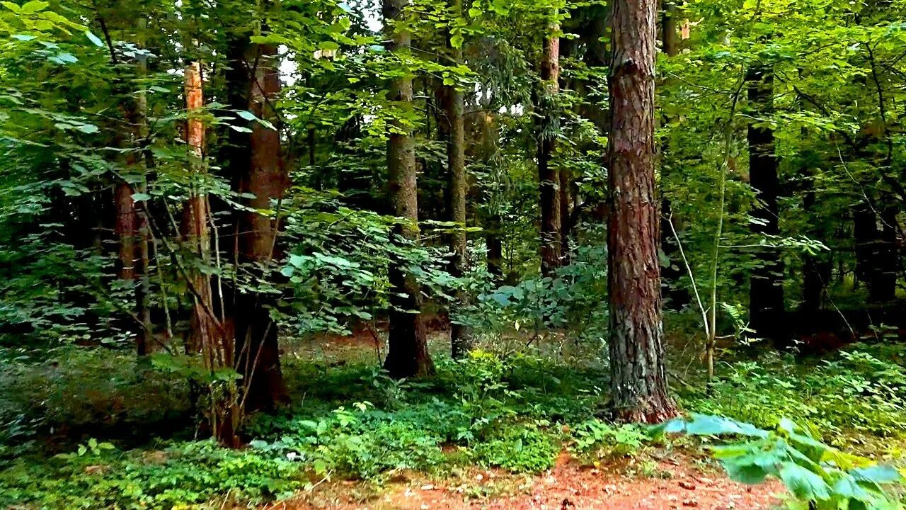 Футаж природы лето лес. Футажи леса. Темный лес футаж. Природа для видеомонтажа. Лес футаж.