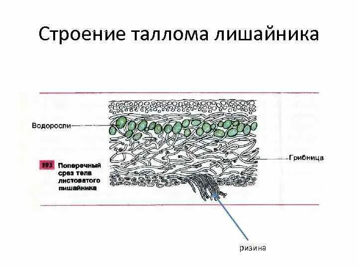 Лишайники биология строение. Строение слоевища лишайника рисунок. Строение слоевища лишайника. Внутреннее строение лишайника. Строение лишайника на поперечном разрезе.