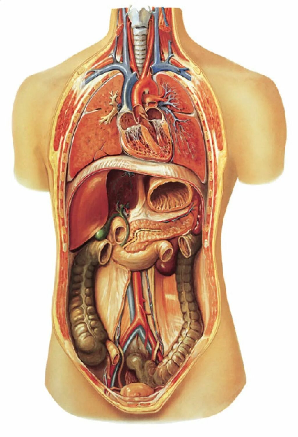 Внутреннее строение человеческого. Внутренние органы. Органы человека. Внутренние органы человека. Анатомия человека органы.