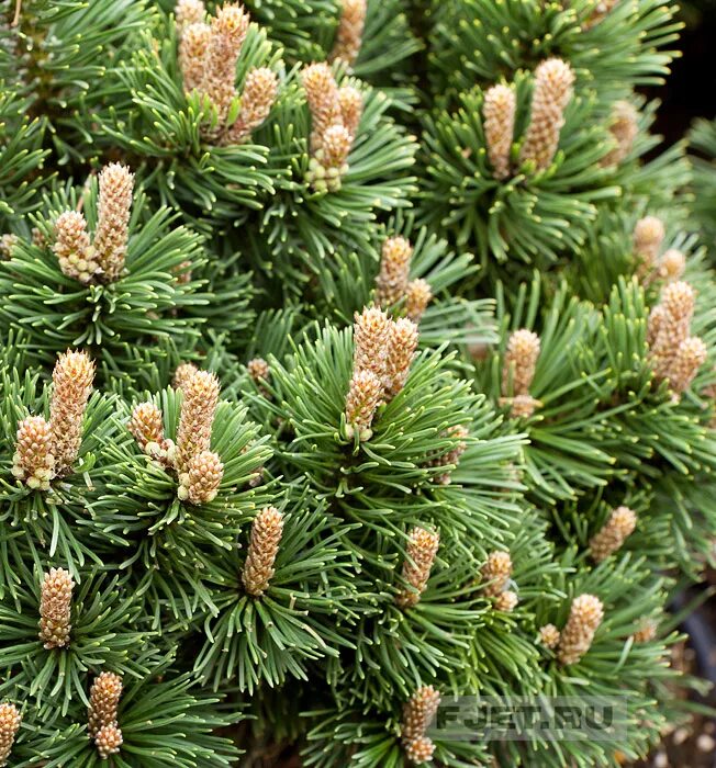 Сосна Горная Шервуд. Pinus mugo 'Sherwood Compact'. Сосна Шервуд компакт. Сосна Горная Pinus compacta.