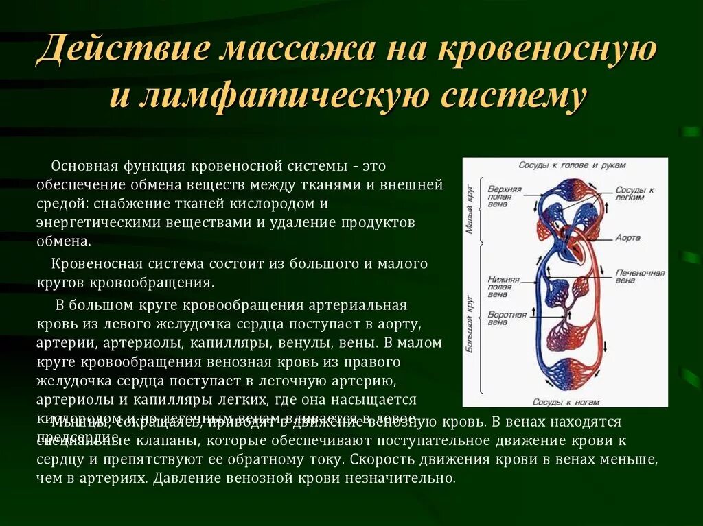 Кровеносная система роль в организме. Кровеносная система человека. действие массажа на кровеносную и лимфатическую системы. воздействие массажа на лимфатическую систему. влияние массажа на систему кровообращения.