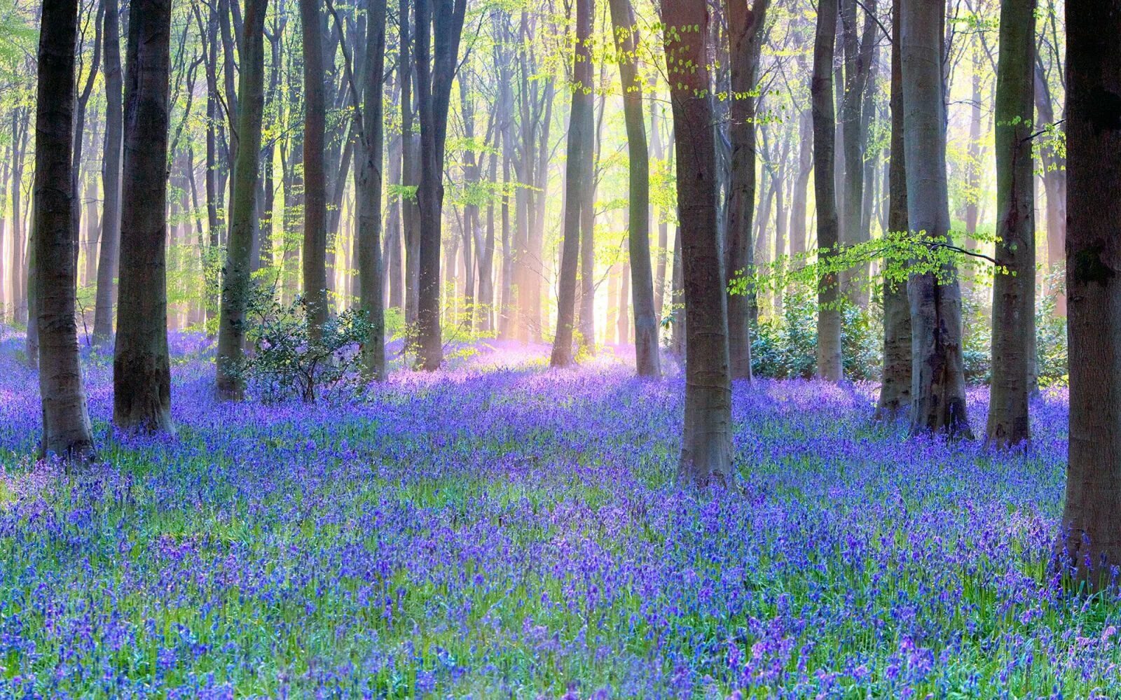 Bluebell Vision Doug Chinnery. Bluebell Forest место. Цветы Лаванда лес. Kinclave Bluebell Woods. See them beautiful