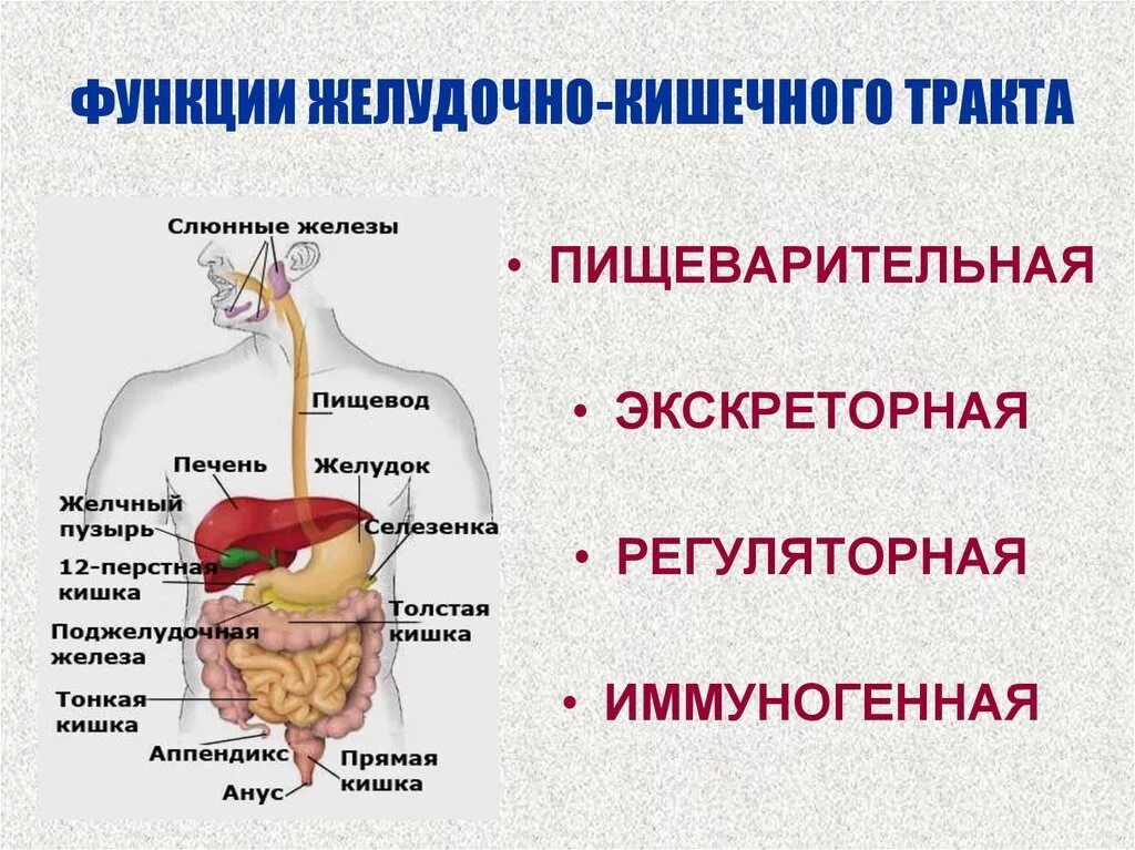 Система и функции желудочно кишечного тракта. Анатомическое строение пищеварительной системы человека. Пищеварительные функции системы пищеварения. Строение желудочно-кишечного тракта.