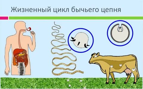 Жизненный цикл червя бычий цепень