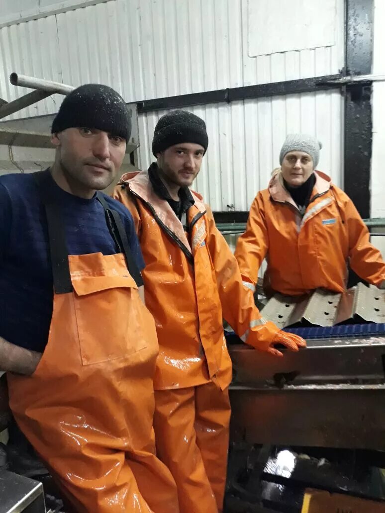 Рыбообработчик вахта камчатка. Камчатка вахтовый работа. Народы севера камчатка рыбообработка. Рыбзавод восточный берег камчатка. Камчатка вахтовый работа.