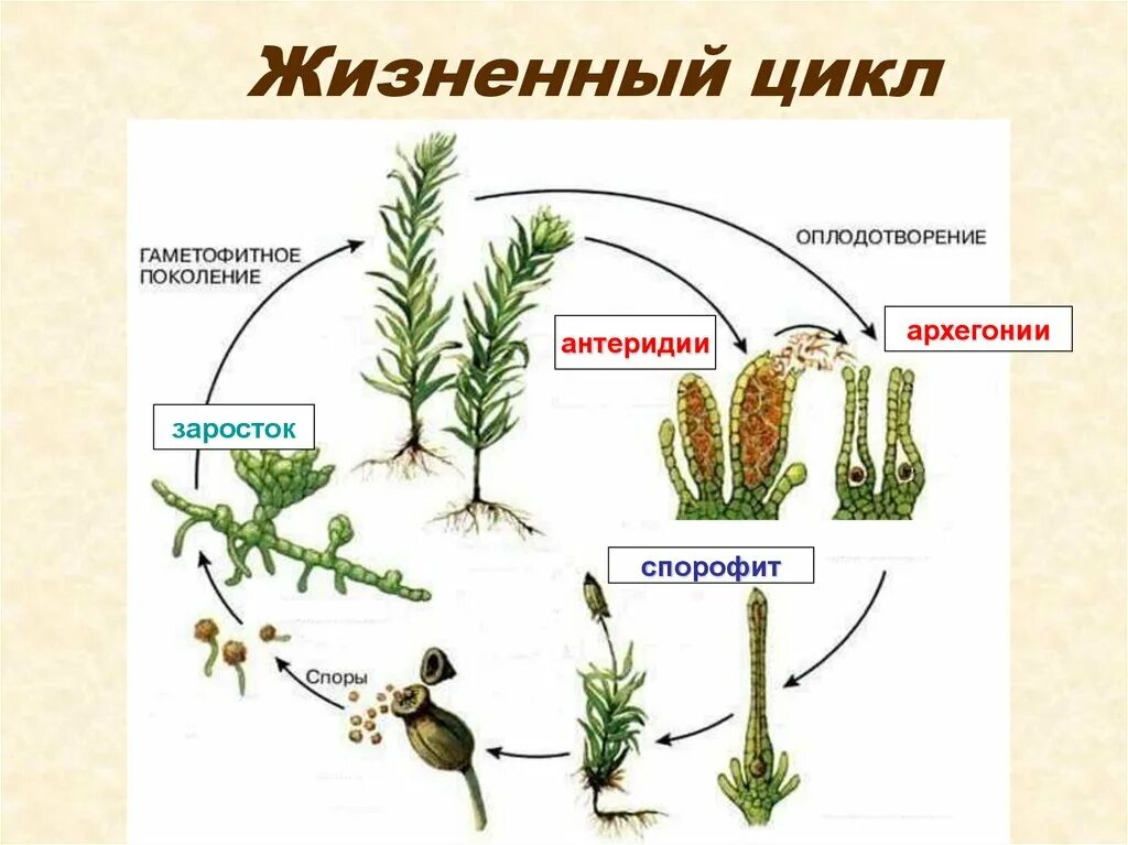 Цикл размножения кукушкина льна. Жизненный цикл Кукушкина льна без подписей. Цикл развития мхов схема. Жизненный цикл мха Кукушкин лен. Жизненный цикл мха Кукушкин лен без подписей.