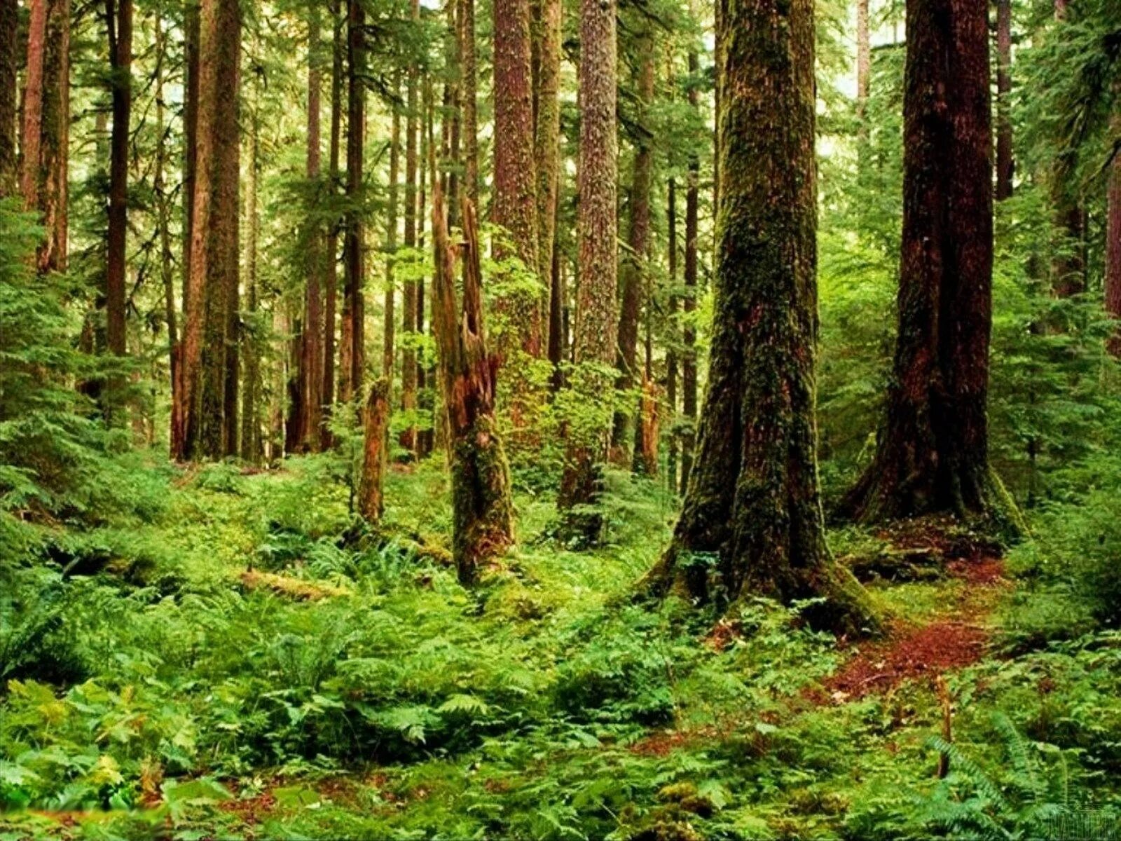 Лес является природным сообществом. Растительный мир России. Лесное сообщество. Мир лесных растений. Сообщества лес приро.