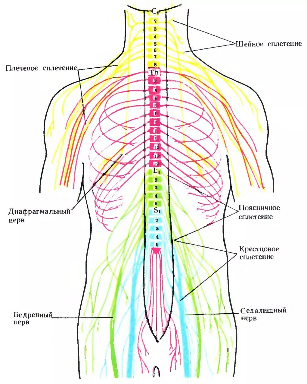 Сплетения спинномозговых нервов схема. Сплетения спинномозговых нервов анатомия. Спинной мозг анатомия спинномозговых нервов. Иннервация позвоночника схема нервов.