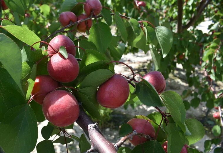 Красный абрикос. Красный абрикос. Абрикос оранж эрли. Абрикос сорта шиндахлан. Абрикос обыкновенный саратовский рубин.