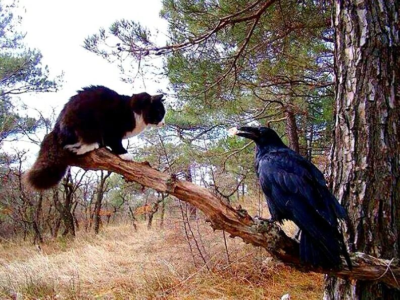 Ворона каркает на дереве. Кот и ворона. Ворон на дереве. Ворон и кошка. Кот и ворона на дереве.