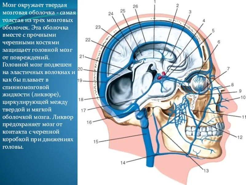 Верхние вены мозга. Кавернозный синус твердой мозговой оболочки. Венозные синусы головного мозга анатомия. Синусы мозговой оболочки топографическая анатомия. Поперечный синус твердой мозговой оболочки.