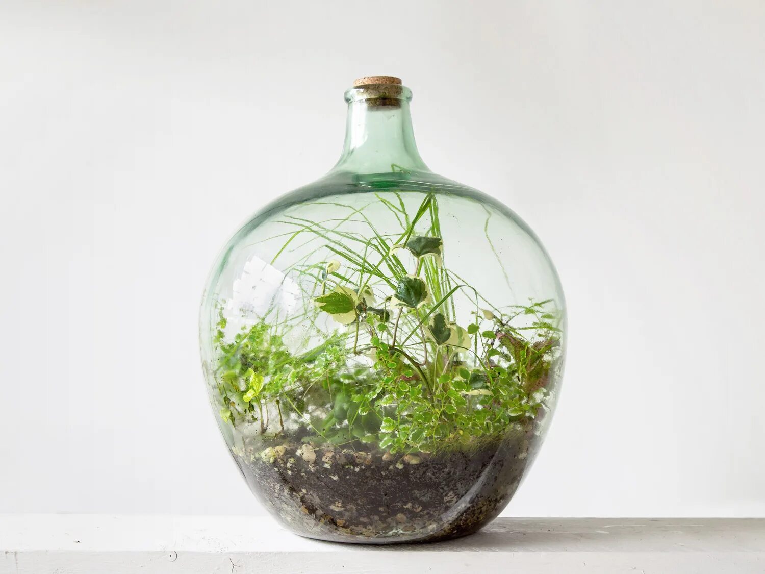 Замкнутый сосуд. Переход от порядка к хаосу пример. Флорариум замкнутая экосистема. Топология бутылка клейна. Замкнутый сосуд.