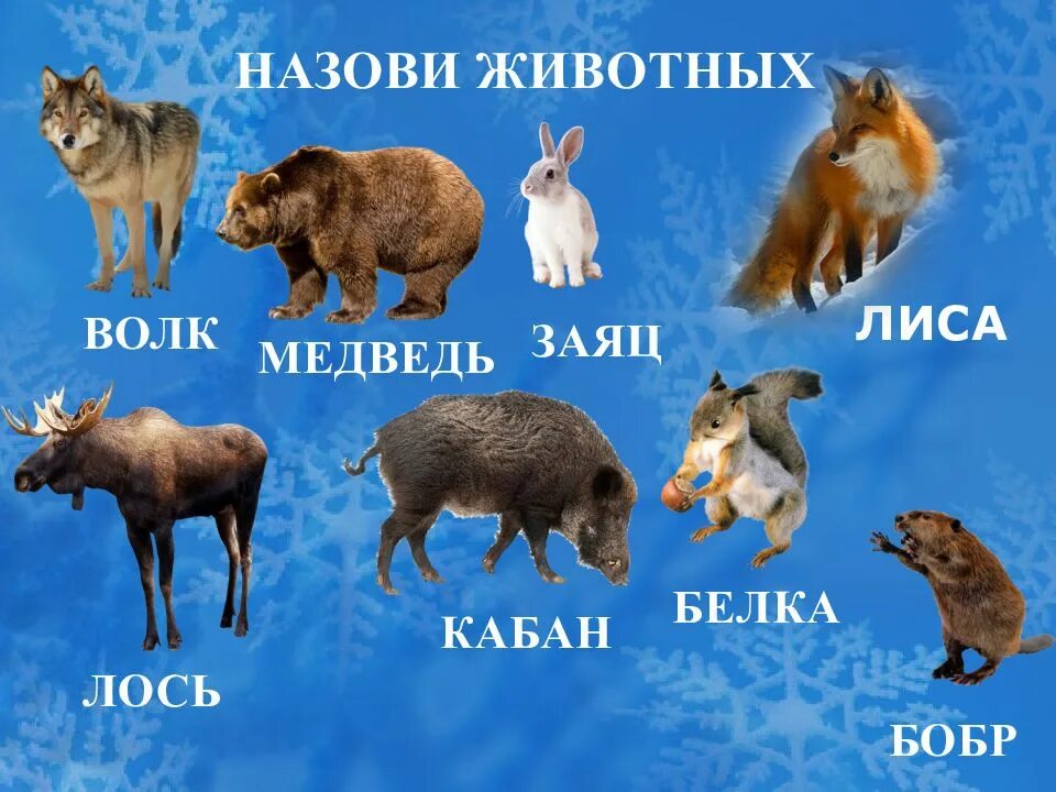 Дикие животные волк лиса заяц медведь. Заяц лиса медведь волк белка. дикие животные заяц и медведь. презентация подготовительная группа домашние и дикие животные зимой. дикие животные подготовительная группа.