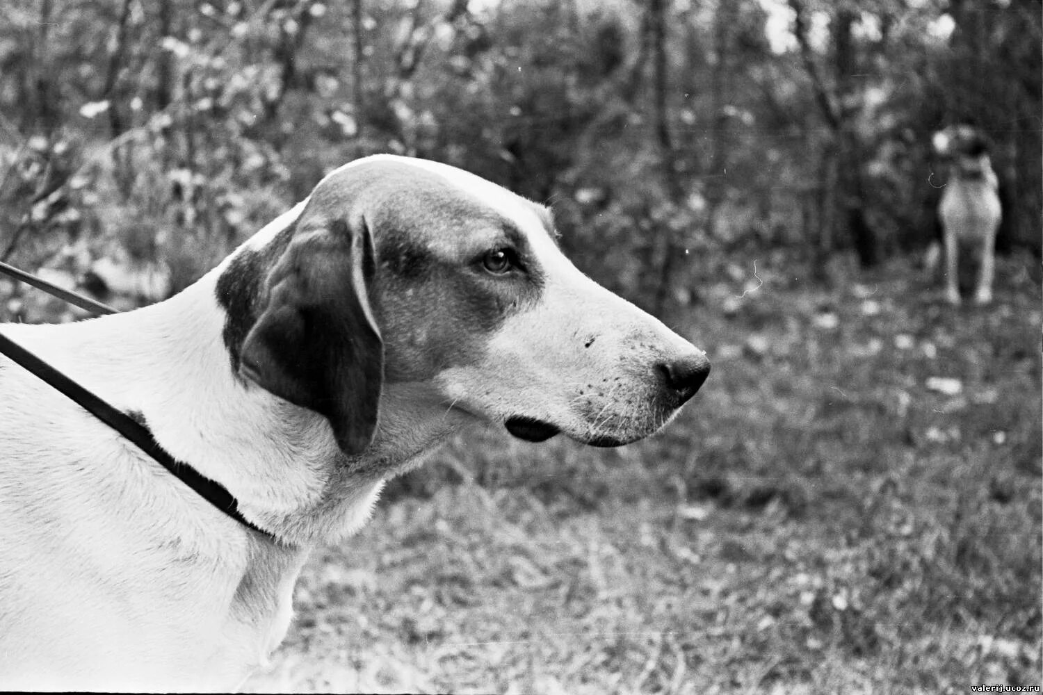 Гончая порода собак заставка. Картины с охотничьими собаками. Возвращение гончей. Сибирская пегая гончая. Сибирская пегая гончая.