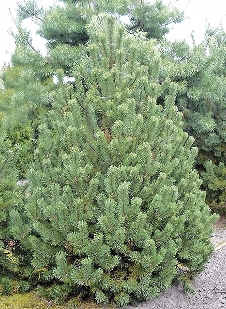 Сосна Балканская румелийская. Сосна Pinus peuce. Сосна румелийская Глаука. Сосна "румелийская" (Rumeli).