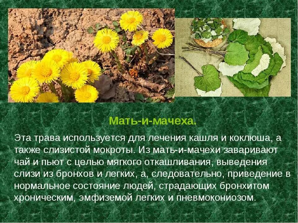 Полевая мать и мачеха. Мать-и-мачеха сорные растения. Мать-и-мачеха обыкновенная листья. Мать-и-мачеха растение лекарственное растение. Мать и мачеха содержит