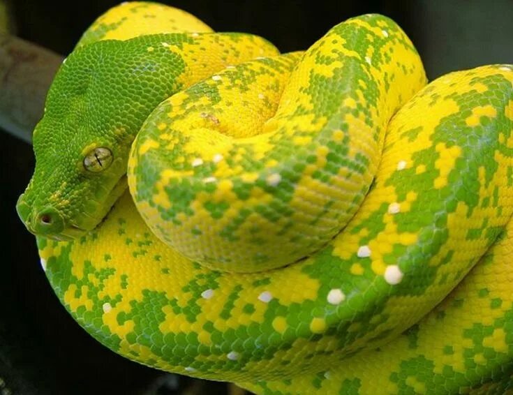 Желтый удав фото Top 10 yellow snake ideas and inspiration