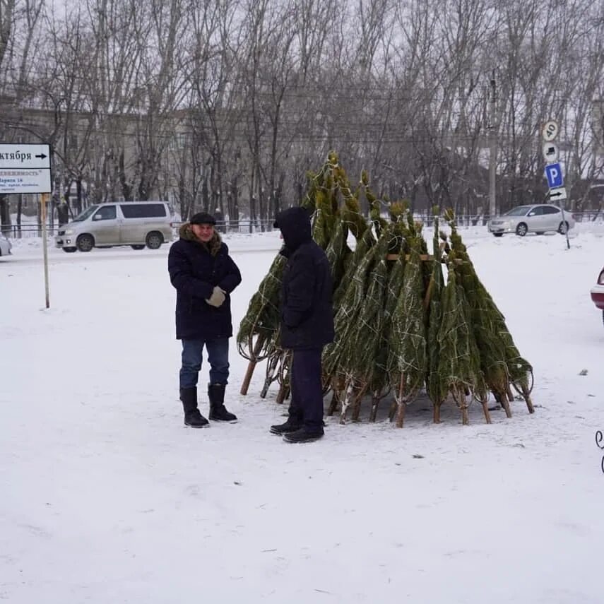 Новости хвойная. Новости хвойная. 18 комплектов лесов. Солотча рязань лес. Новости хвойная.