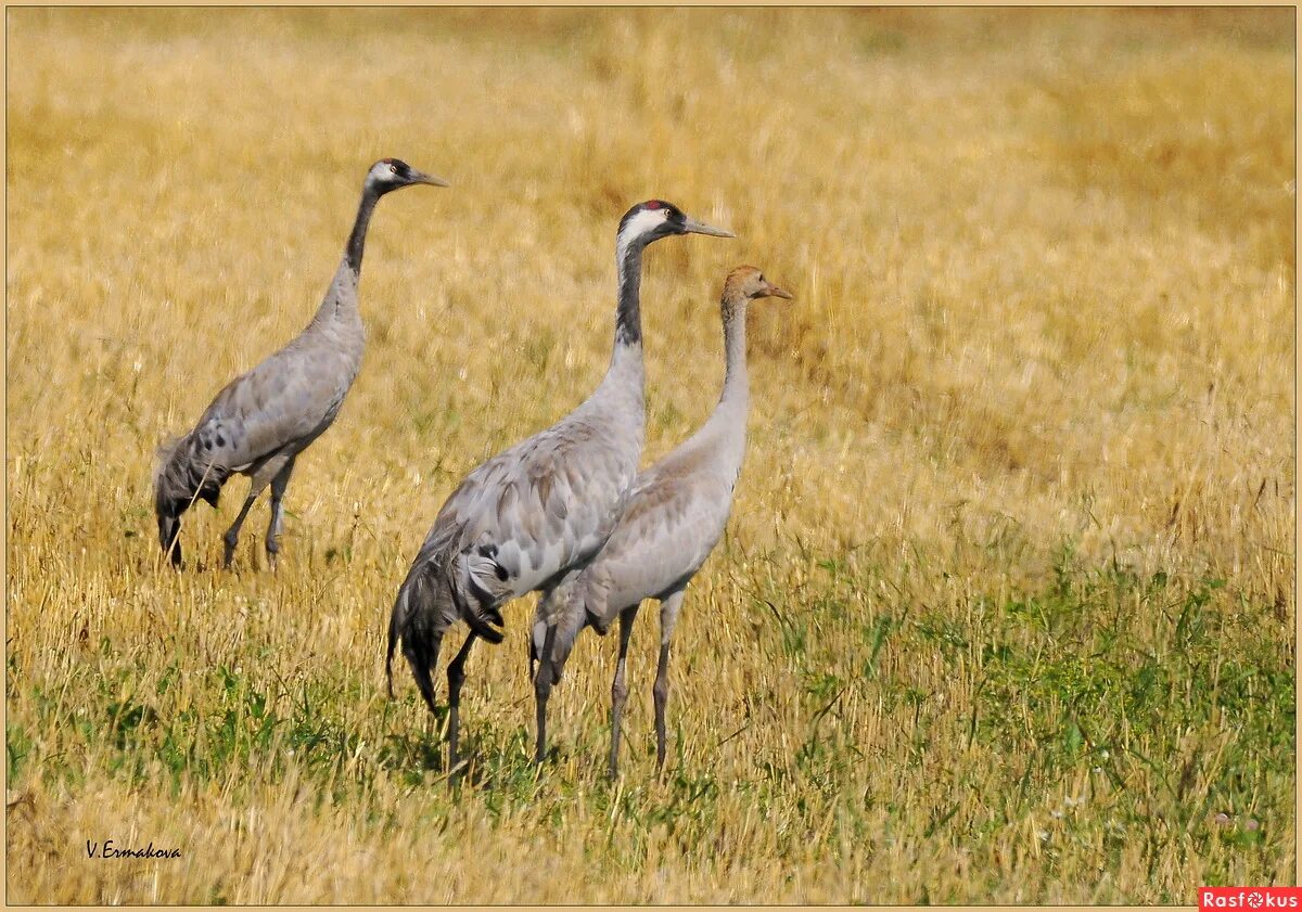 д. массовая гибель птиц на ставрополье. журавель новости последние сегодня. журавель новости последние сегодня. петропавловская крепость журавли акция.