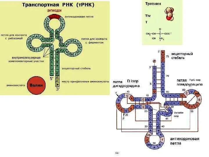 ТРНК строение петли. Строение ТРНК обозначения. Структура ТРНК схема. Строение ТРНК схема.