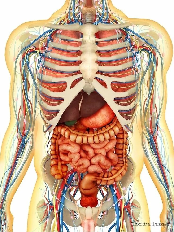 Анатомия органов. Внутренние органы человека.