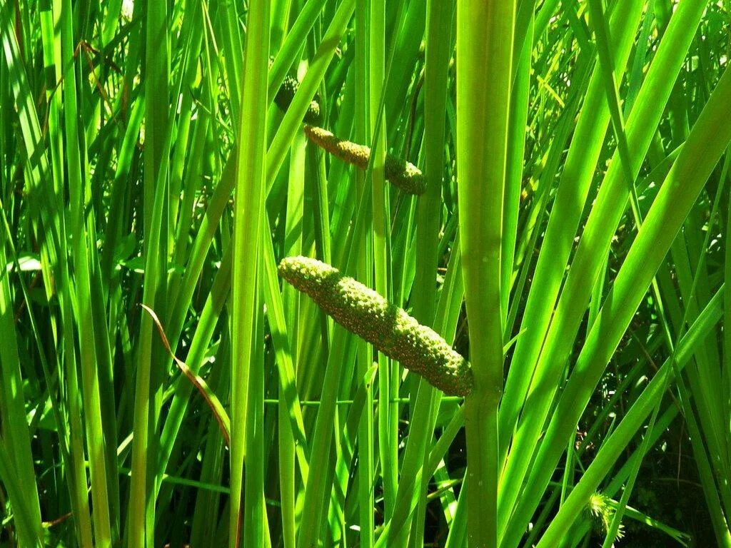 Акорус каламус. Аир болотный (acorus calamus). Ирный корень 3. Аир болотный, ирный корень, acorus calamus l. Ирный корень 3.