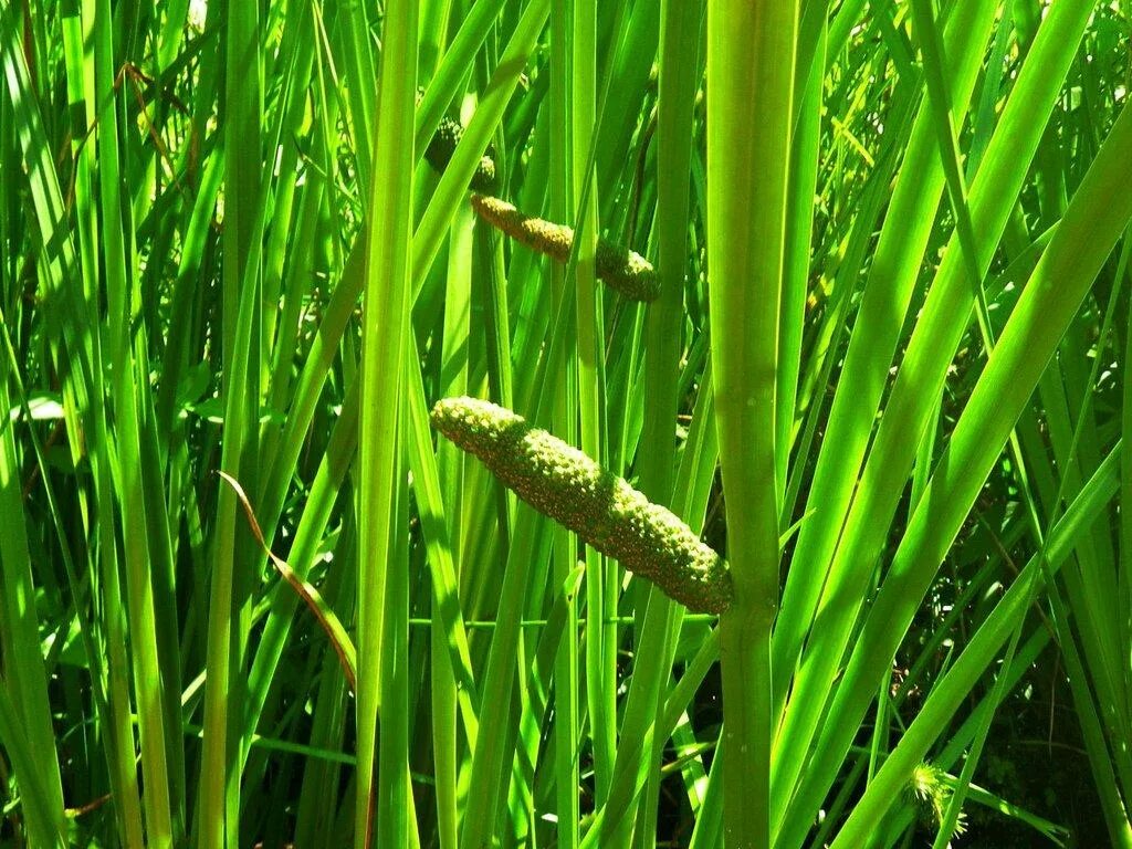 Аир болотный цена. АИР обыкновенный - Acorus Calamus. АИР болотный (Acorus Calamus). АИР обыкновенный корневища. АИР обыкновенный (Acorus Calamus l.).