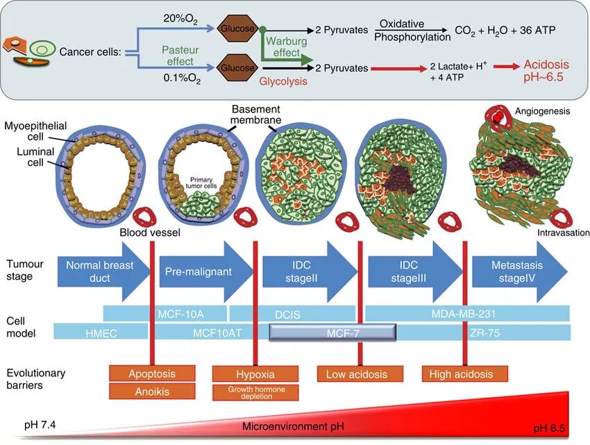 Растворимый супрессор туморогенеза. The Effect of acidosis on the body. The Effect of fungal polysaccharides on tumor Cells. Автофагические;. Effect o