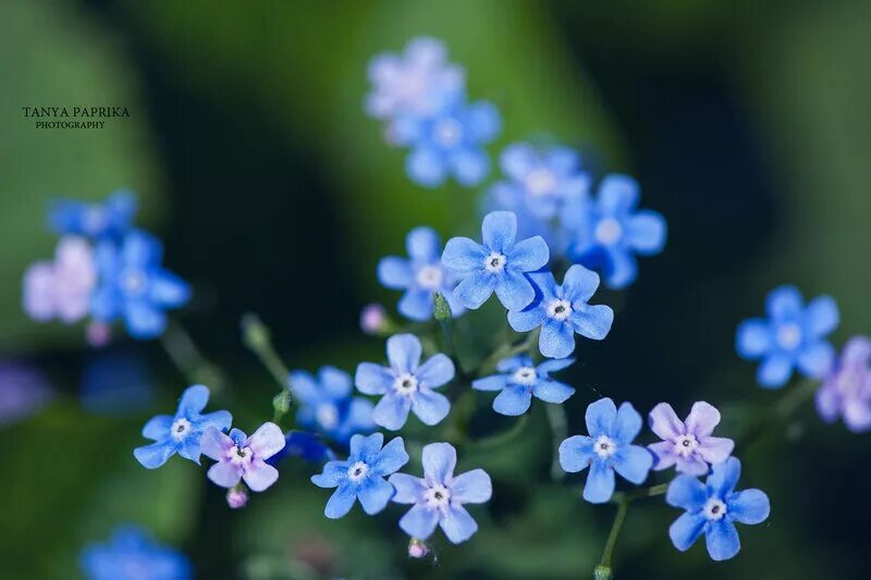 незабудка садовая голубая. Myosotis. незабудка срезка. лесная поляна. оштрафовали за незабудку.