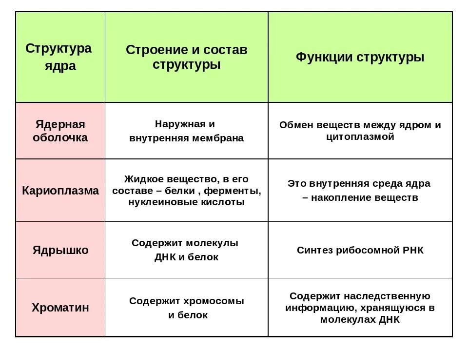 Составляющие элементы ядра. Особенности строения ядра. Компоненты ядра и их функции. Строение ядра таблица. Ядро и ядрышко строение и функции таблица.